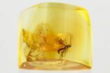 Detailed Fossil Parasitoid Wasp (Braconidae) in Baltic Amber #367444-1